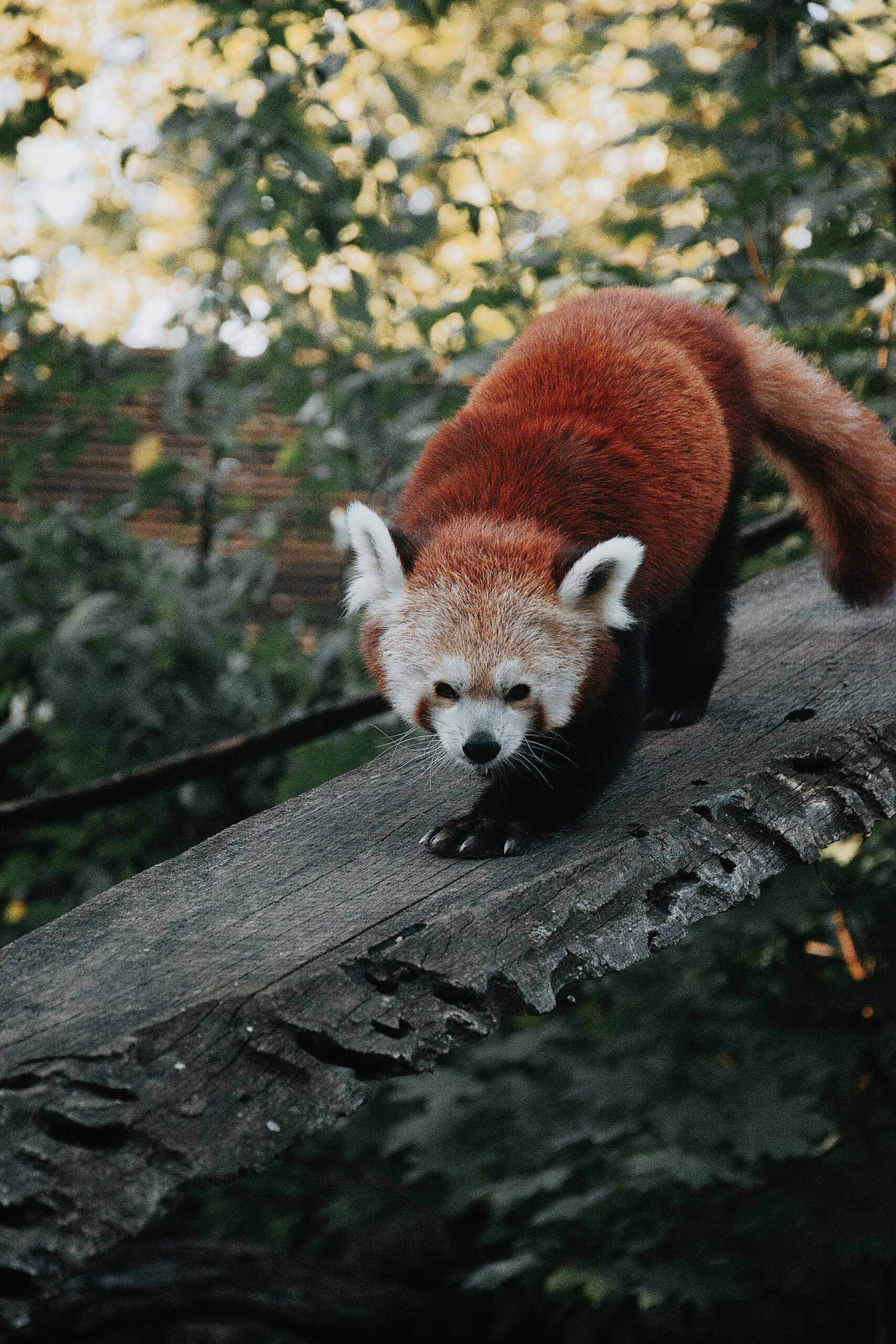 What kind of animal is the red panda? An updated explanation of