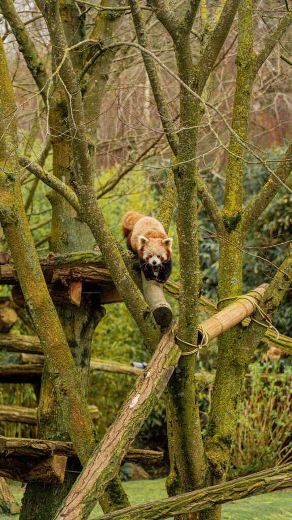What kind of animal is the red panda? An updated explanation of