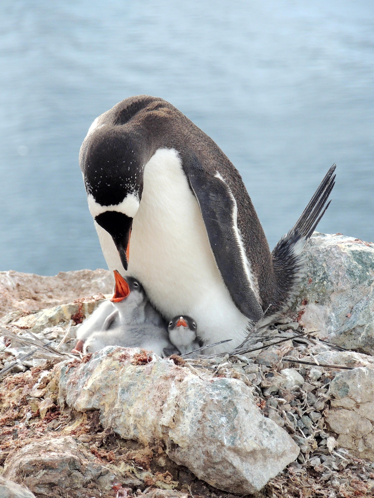 ペンギンの種類一覧 特徴や歴史、生態について紹介 水族館や図鑑で