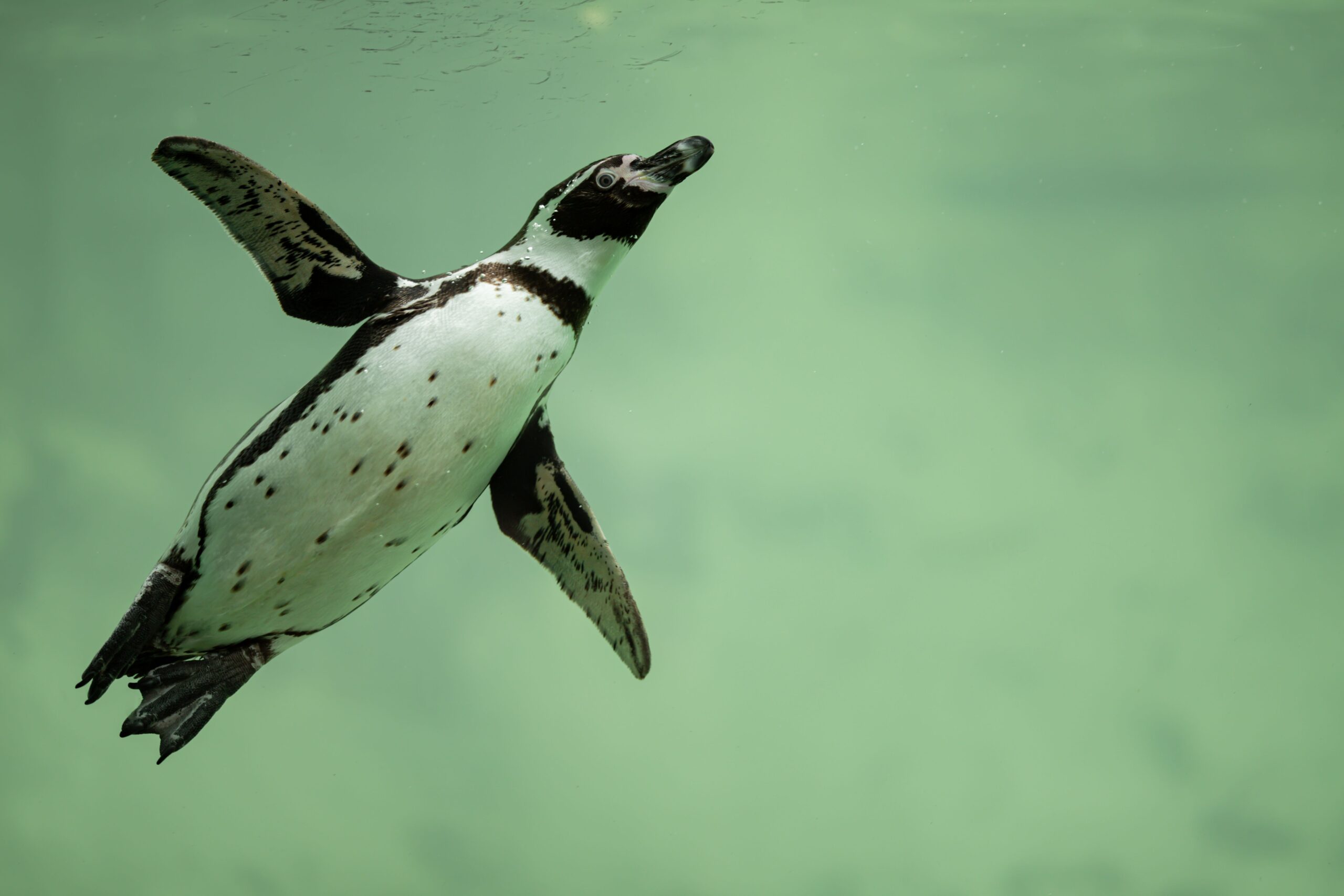 フンボルトペンギンの特徴、生態、生息地について最新版を解説 絶滅